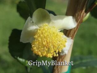 GripMyBlanket