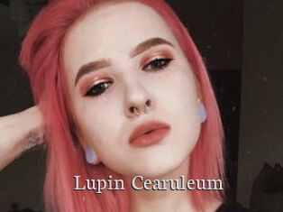 Lupin_Cearuleum