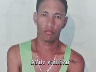 Male_stallion