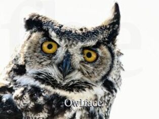 Owlface